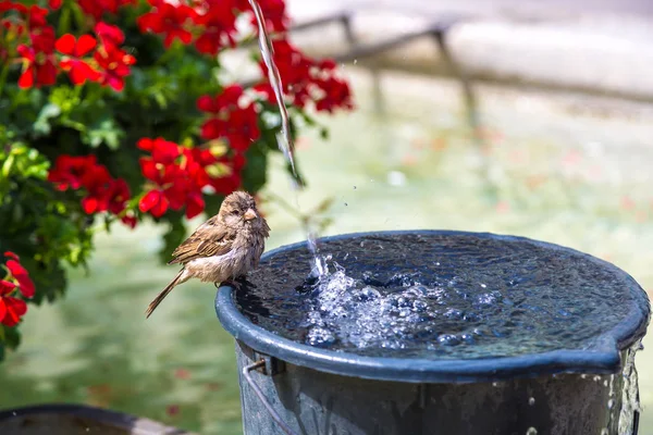 Sparrow drinking water — Stock Photo, Image