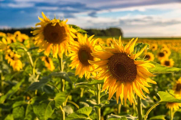 Feld der blühenden Sonnenblumen — Stockfoto