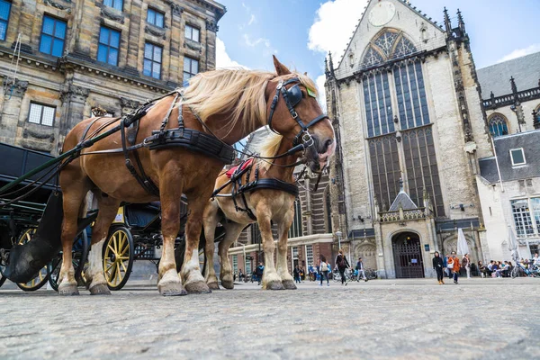 A carruagem de cavalos em Amsterdam — Fotografia de Stock