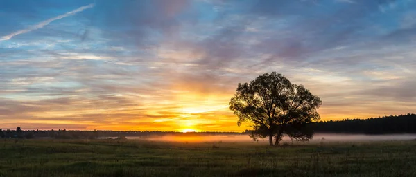 Campo e árvore única — Fotografia de Stock