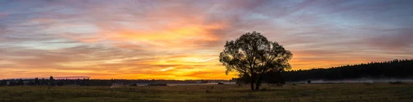 Campo e árvore única — Fotografia de Stock