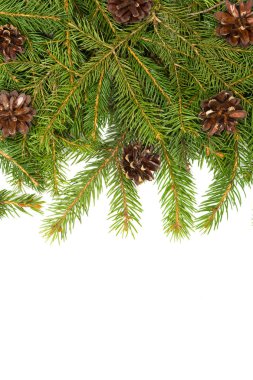 çam dalları ve koniler