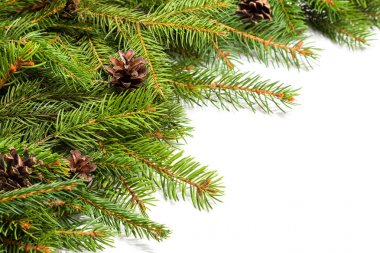 çam dalları ve koniler