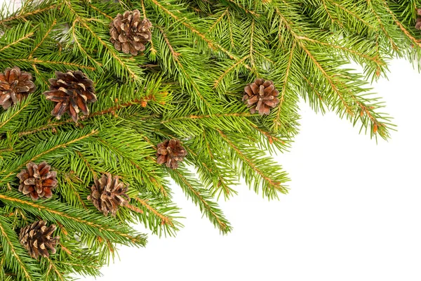 Fir branches and cones — Stock Photo, Image