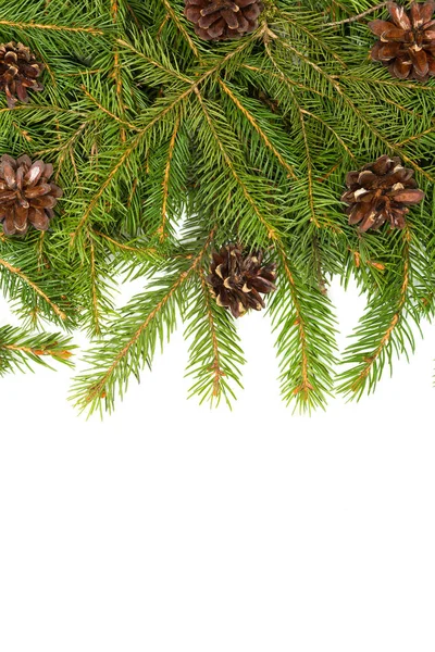 Fir branches and cones — Stock Photo, Image