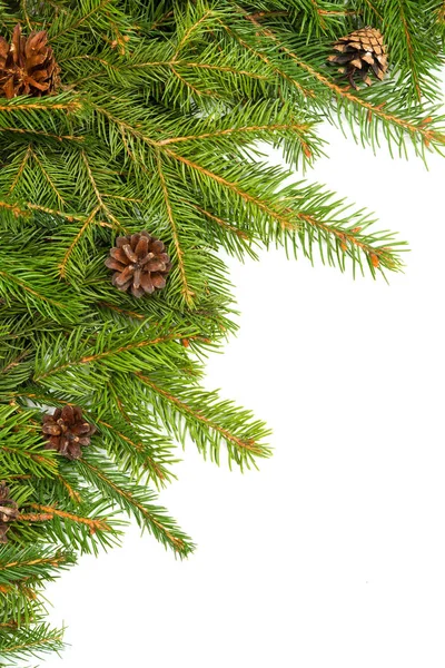 Fir branches and cones — Stock Photo, Image