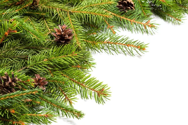 çam dalları ve koniler