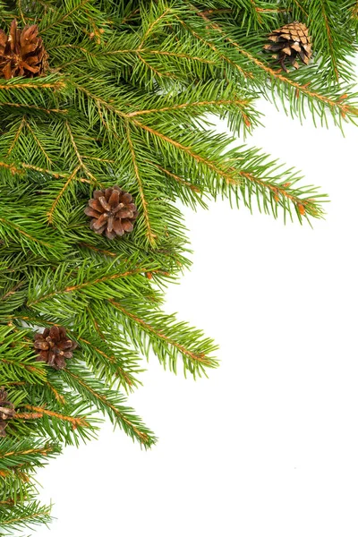Fir branches and cones Stock Photo