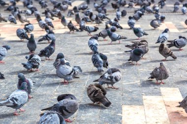 Güvercin şehirde bir sürü