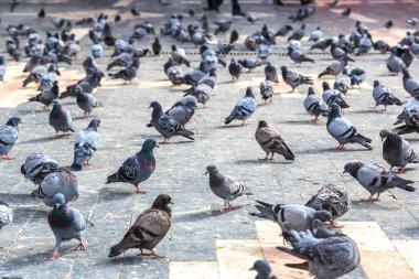 Güvercin şehirde bir sürü