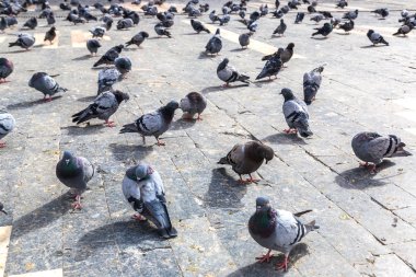 Güvercin şehirde bir sürü
