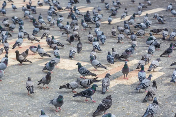 Viele Tauben in der Stadt — Stockfoto