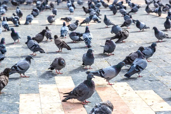 Sok városi galambok — Stock Fotó