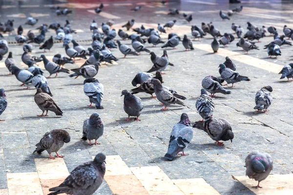 Много голубей в городе. — стоковое фото