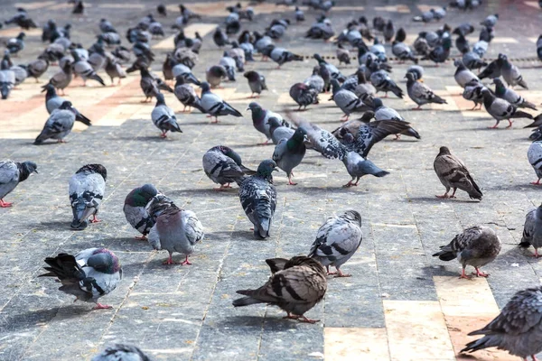 มีนกพิราบมากมายในเมือง — ภาพถ่ายสต็อก