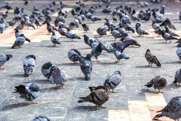 Viele Tauben in der Stadt — Stockfoto