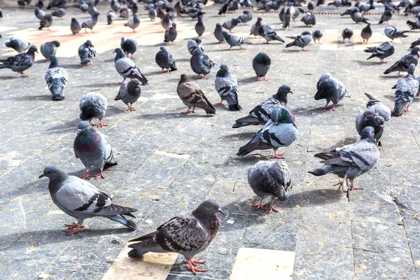 Sporo gołębie w mieście — Zdjęcie stockowe