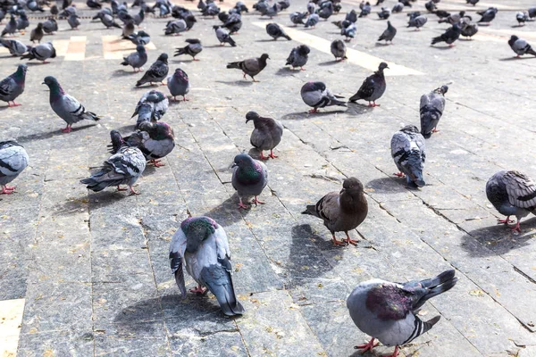 En masse duer i byen - Stock-foto