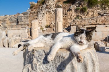 Antik kentin Ephesus Türkiye'de