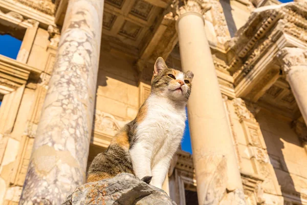 Celsius bibliotheek in Efeze, Turkije — Stockfoto