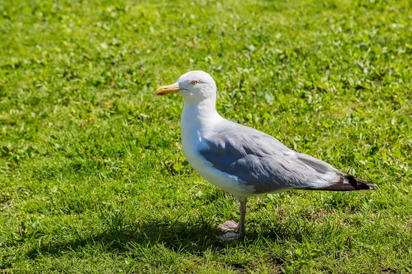 Meeuw loopt op een groen gras — Stockfoto