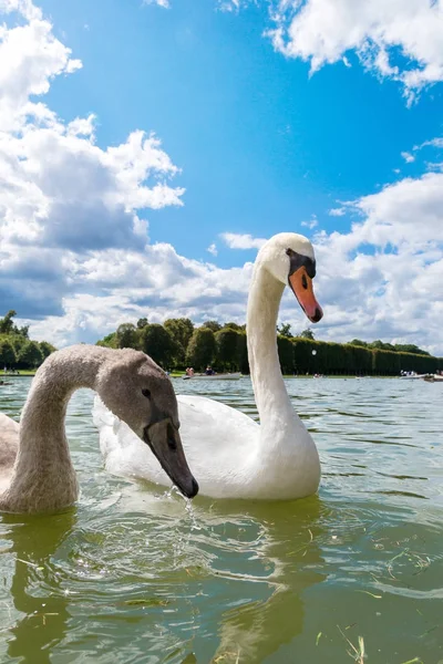 Немые лебеди на озере — стоковое фото