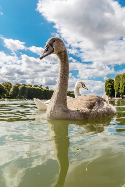Höckerschwan auf einem See — Stockfoto