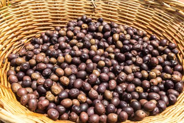 Arka plan olgun taze zeytin Yunanistan