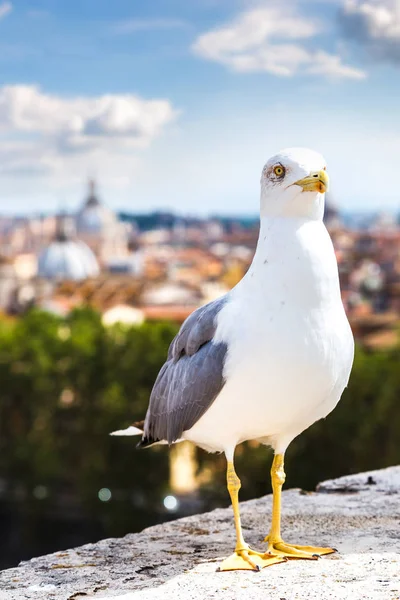 Seagull boven Romeinse — Stockfoto