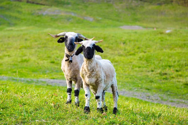 Švýcarské Alpy Valais Blacknose Ovce Vedle Zermattu Švýcarsku Letním Dni — Stock fotografie