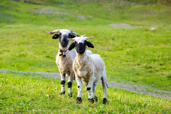 Alpes Suíços Ovelhas Valais Blacknose Lado Zermatt Suíça Dia Verão — Fotografia de Stock