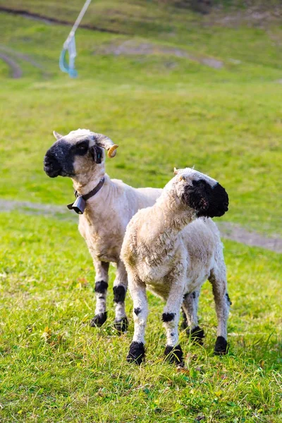 Suizo Alpes Valais Blacknose Ovejas Junto Zermatt Suiza Día Verano — Foto de Stock