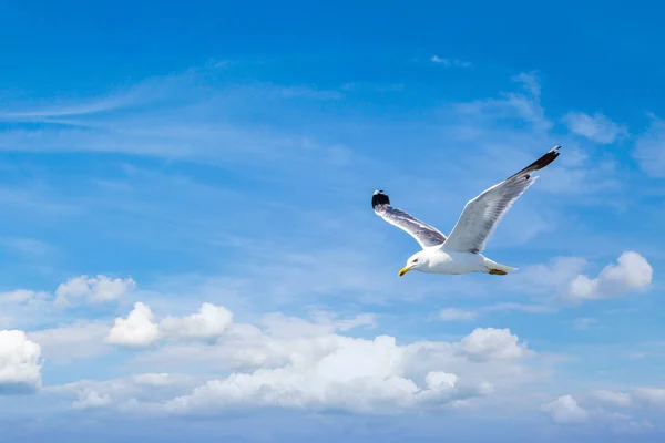 Grande mouette dans le ciel — Photo