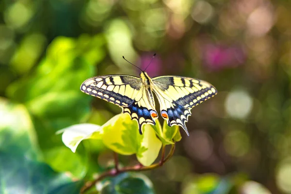 Ein schöner Schmetterling auf einem Blatt — Stockfoto