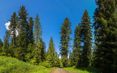 Karpatlar dağ orman