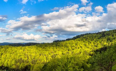 Karpatlar dağ orman