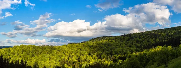 Carpathians 산 숲 — 스톡 사진