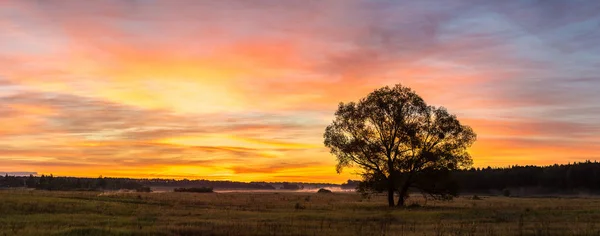 Sonnenaufgang über Feld und Baum — Stockfoto