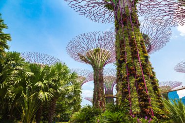 SINGAPORE - 23 Haziran 2019 'da Marina Körfezi Sands Oteli yakınlarındaki Singapur Körfezi yakınlarındaki Gardens' taki Supertree Grove