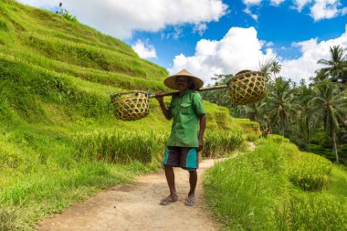 BALI, INDONEZYA - 28 Şubat 2020: Yaşlı çiftçi Bali, Endonezya 'daki Tegallalang pirinç teras sahasında omuzunda sepet taşıyor