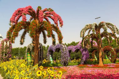 DUBAI, BİRLİK ARAB EMIRATES - 31 Ocak 2020: Güneşli bir günde Dubai mucizevi bahçesi, Birleşik Arap Emirlikleri