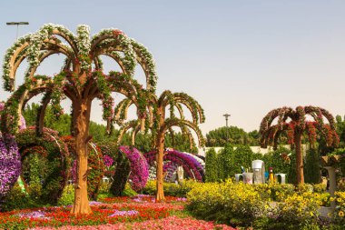 DUBAI, BİRLİK ARAB EMIRATES - 31 Ocak 2020: Güneşli bir günde Dubai mucizevi bahçesi, Birleşik Arap Emirlikleri