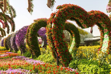 DUBAI, BİRLİK ARAB EMIRATES - 31 Ocak 2020: Güneşli bir günde Dubai mucizevi bahçesi, Birleşik Arap Emirlikleri