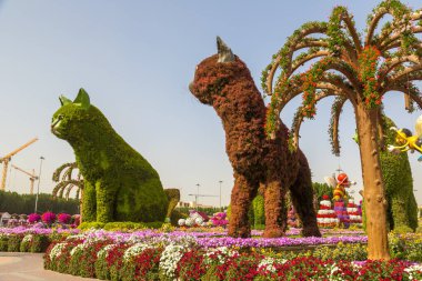 DUBAI, BİRLİK ARAB EMIRATES - 31 Ocak 2020: Güneşli bir günde Dubai mucizevi bahçesi, Birleşik Arap Emirlikleri