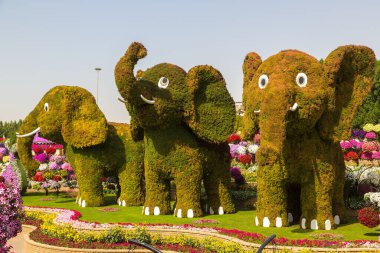 DUBAI, BİRLİK ARAB EMIRATES - 31 Ocak 2020: Güneşli bir günde Dubai mucizevi bahçesi, Birleşik Arap Emirlikleri