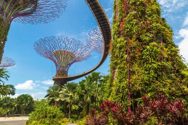 Singapur Juni 2019 Der Supertree Grove Und Skyway Gardens Bay — Stockfoto