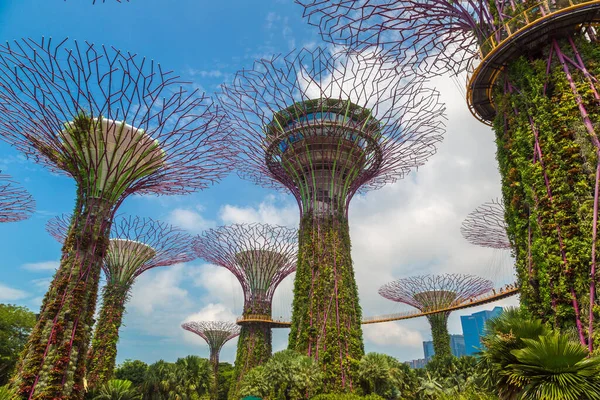 Singapur Juni 2019 Der Supertree Grove Und Skyway Gardens Bay — Stockfoto