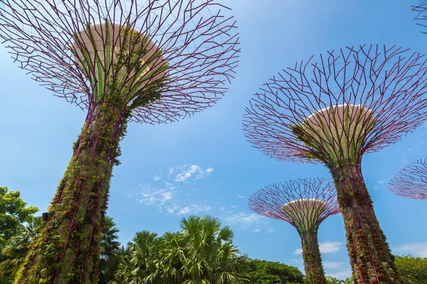 Singapur Juni 2019 Der Supertree Grove Gardens Bay Singapur Der — Stockfoto