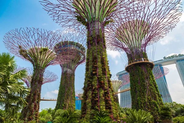 Singapore Haziran 2019 Supertree Grove Skyway Gardens Bay Marina Bay — Stok fotoğraf