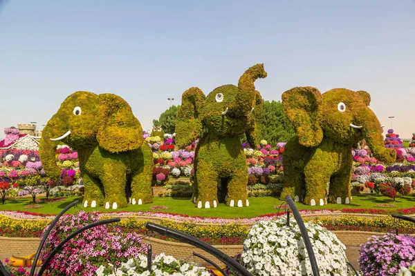 Dubai United Arab Emirates Января 2020 Dubai Miracle Garden Sunny — стоковое фото